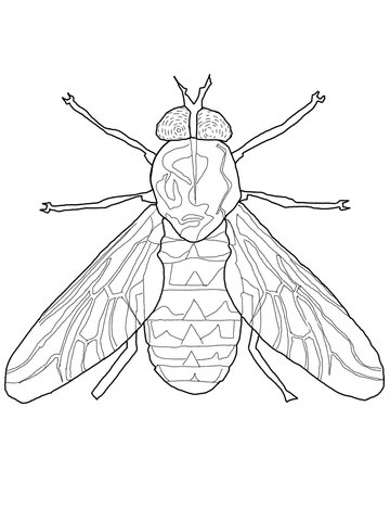 Horse Fly Coloring Page